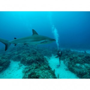 Sydnie with her shark friend :)