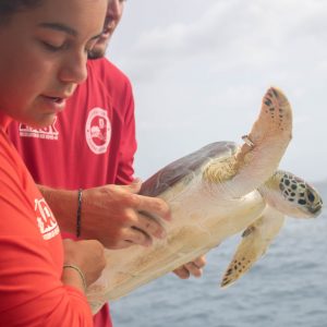 Turtle Tagging