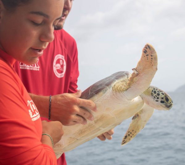 Turtle Tagging