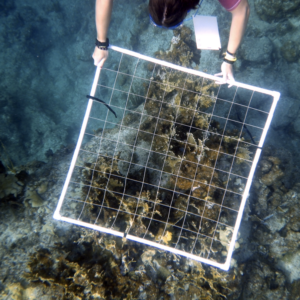 Introduction to Scientific Diving Certification - FATHOMS ONLY