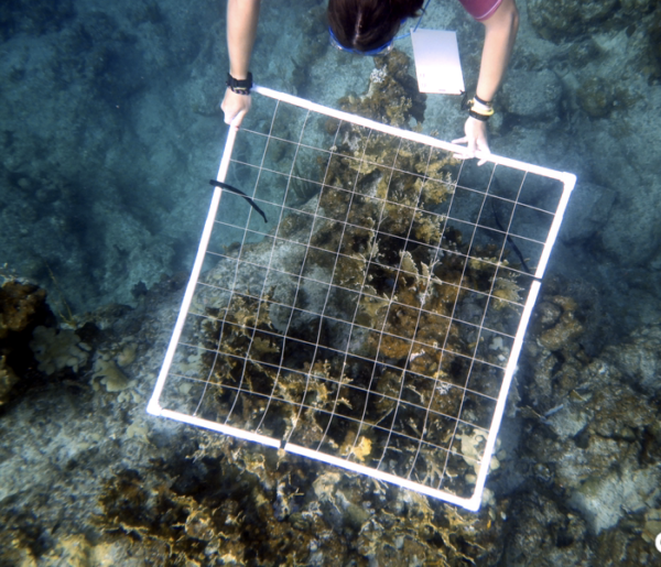 Introduction to Scientific Diving Certification - FATHOMS ONLY